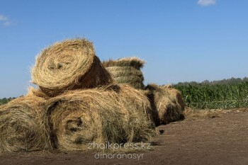 Жп агрофест 2025