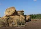 В Казахстане уже заготовлено более 36,7 млн тонн кормов