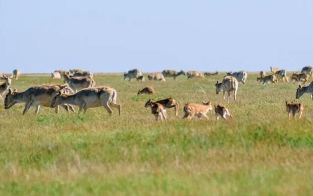 В ЗКО наладили производство консервов из мяса сайги