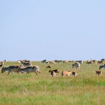 сайгаки - мейрбек тажкуранов (4)