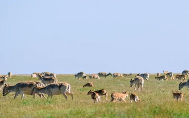 Как обстоит ситуация с сайгаками в ЗКО?