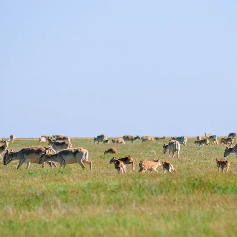 сайгаки - мейрбек тажкуранов (4)