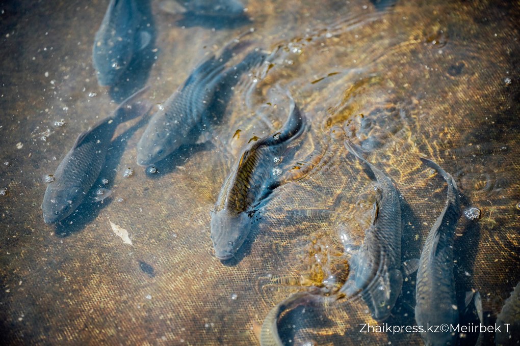 жп qazaq village (3)