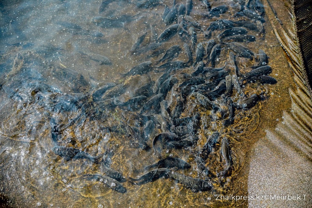 жп qazaq village (6)