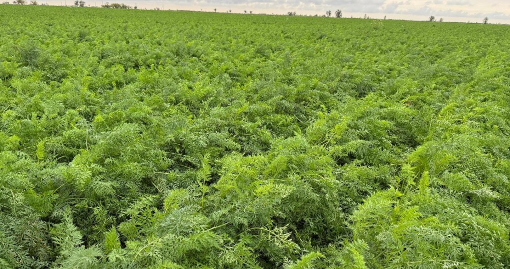 539423432_18543319672028162_5036980924584917053_n