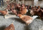 В селе Деркул развивается птицеводство