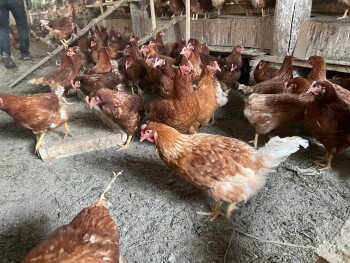 9e8d7b6a-80e8-4a71-b676-3da3432c85eb