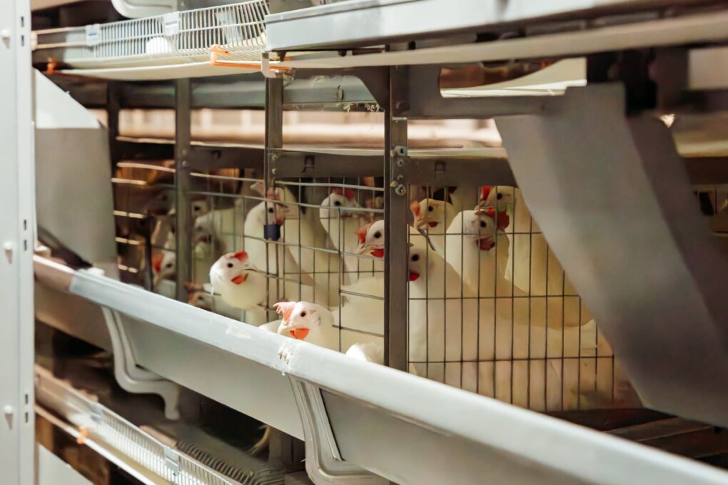 WhatsApp Image 2025-08-04 at 12.33.21 (1)