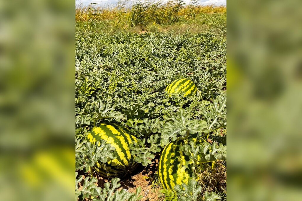 WhatsApp Image 2025-08-27 at 17.41.19