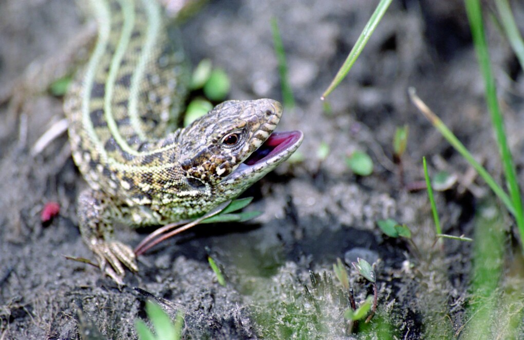 ауданның табиғаты (1)