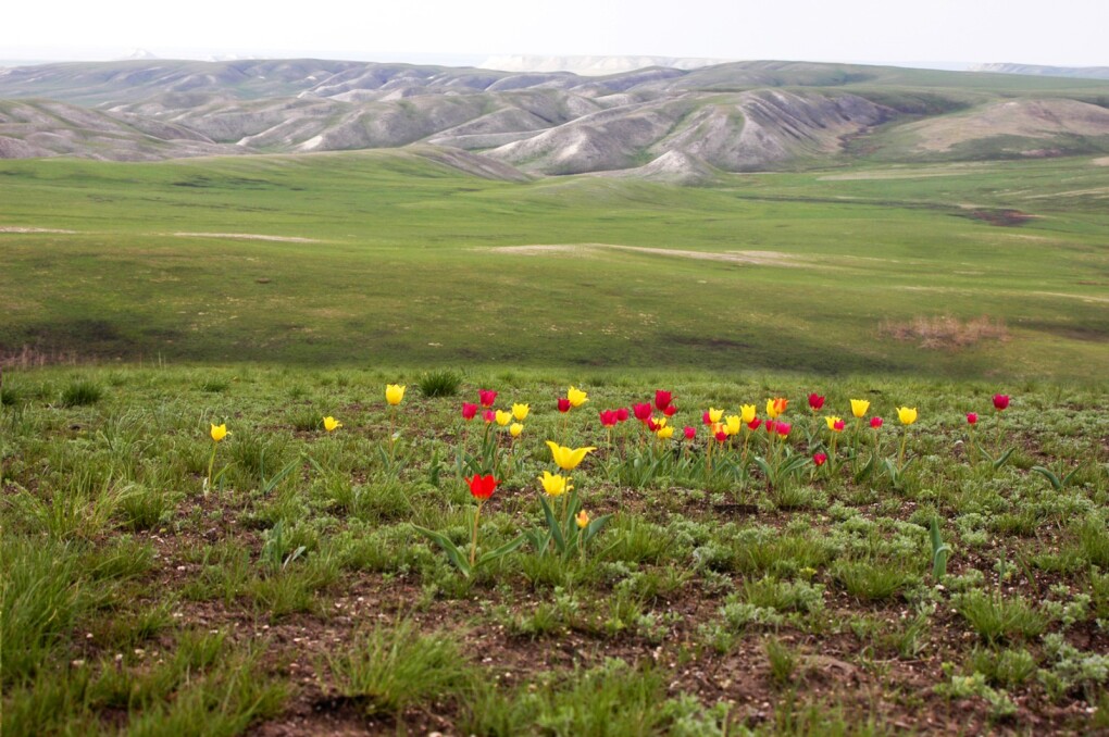 Порно менің жүргізушім