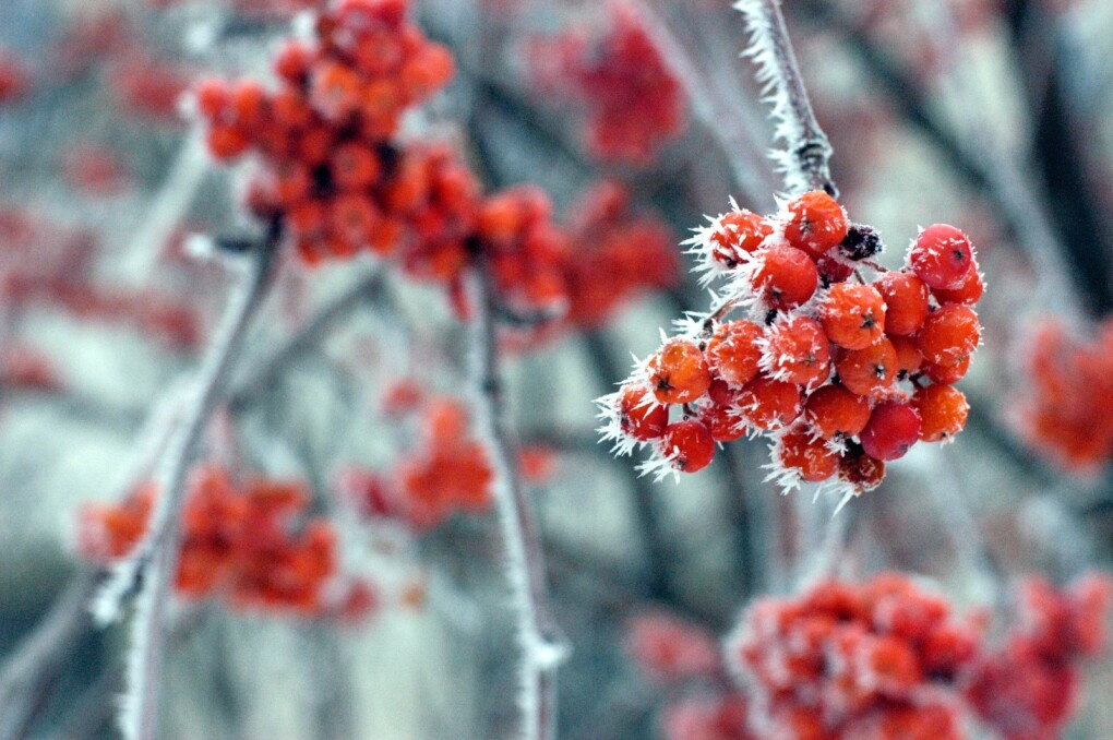 ауданның табиғаты (9)