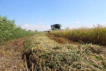 _gluster_2025_8_25_dc77d8b454c821d962b2e199b7a1546a_1280x720