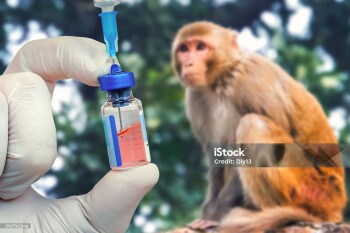 the concept of medicine and veterinary medicine. The vaccine against monkey pox. Medicine for animals.
