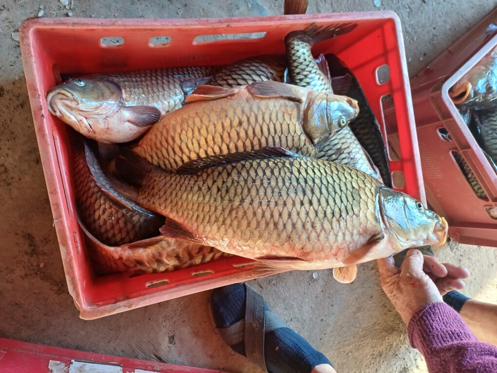 4ed90bed-40e0-468d-a158-bf50159f1ff0