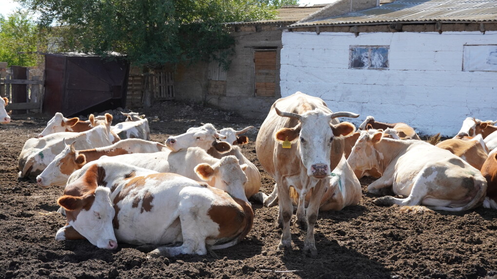 ЖП сиыр мал