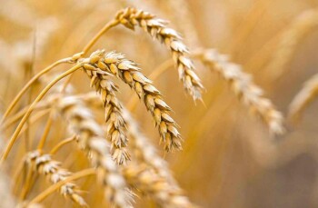 _gluster_2025_9_25_6598c34ccb05f8b0b2fe99b960338ff1_1280x720