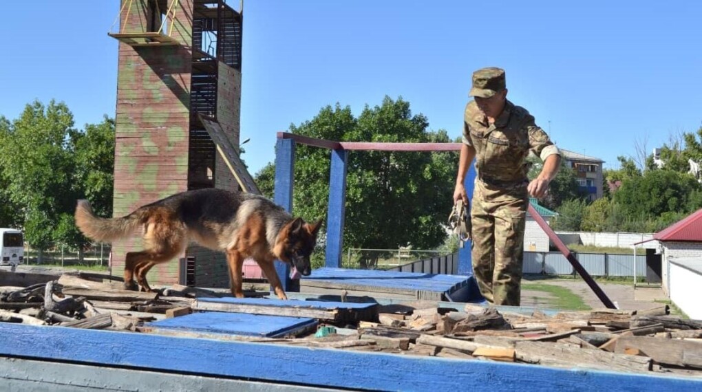 СО - кинологи (6)