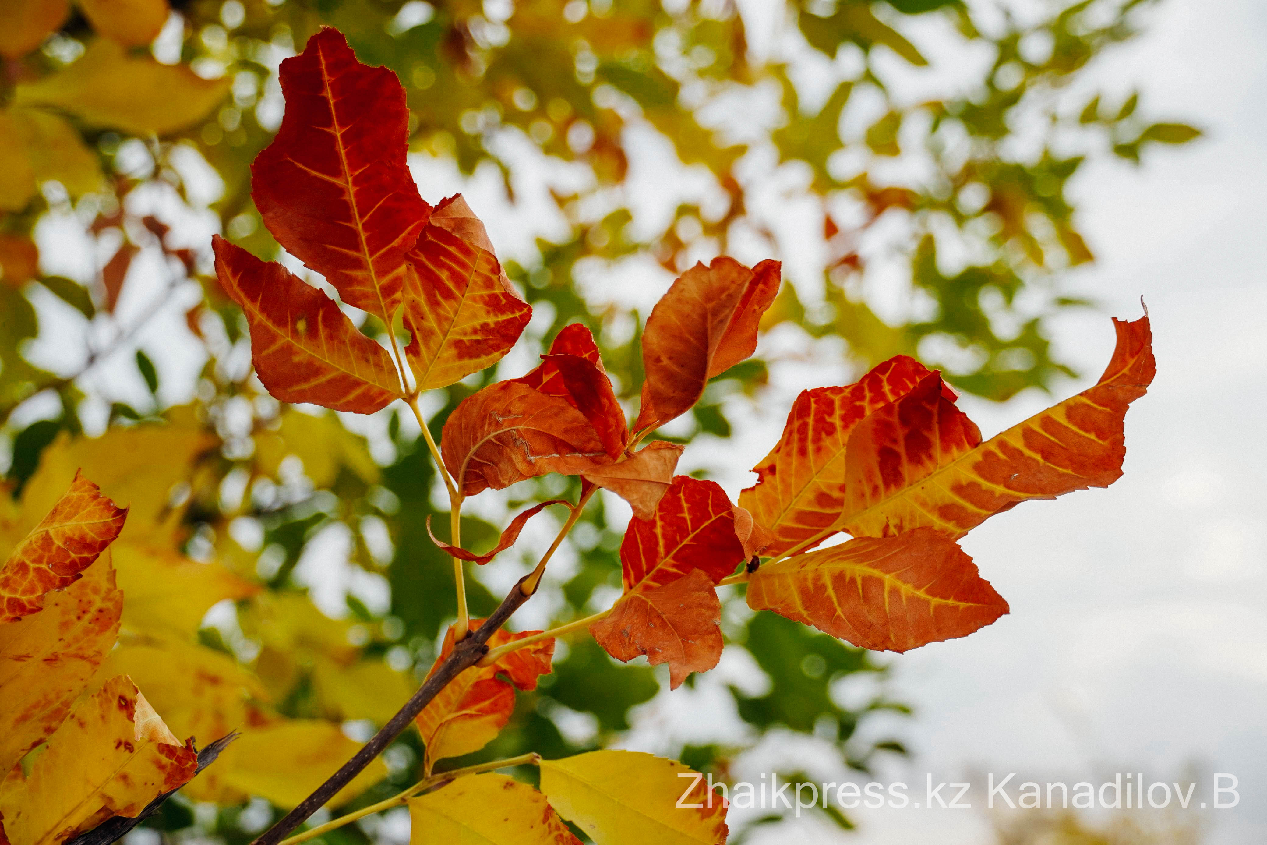 Нотр-Дамның бөртпесі порно