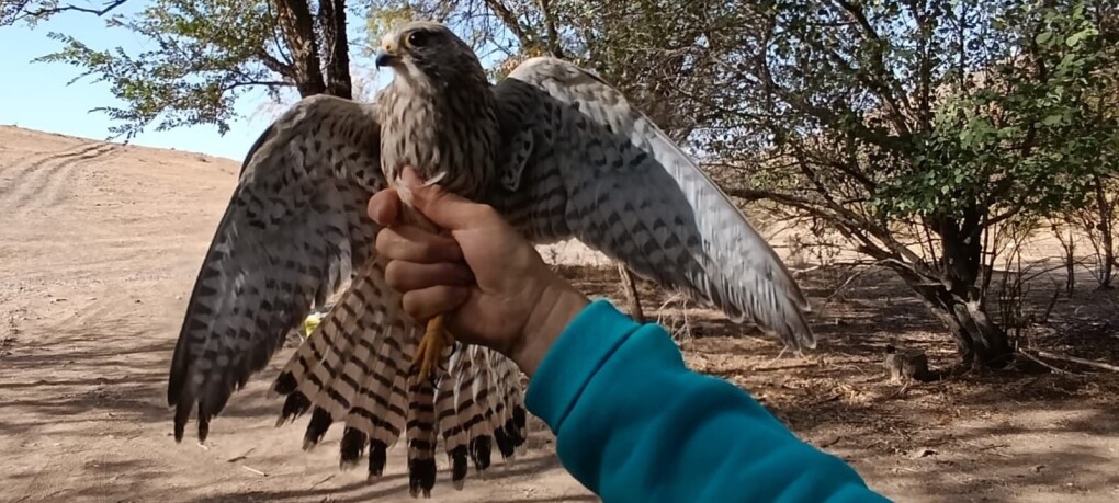владимир абдулов - орнитолог (13)
