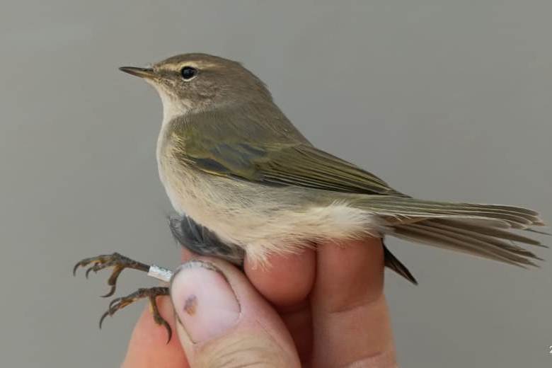 владимир абдулов - орнитолог (2)