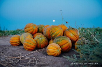 жп мамандар галериясы (1)