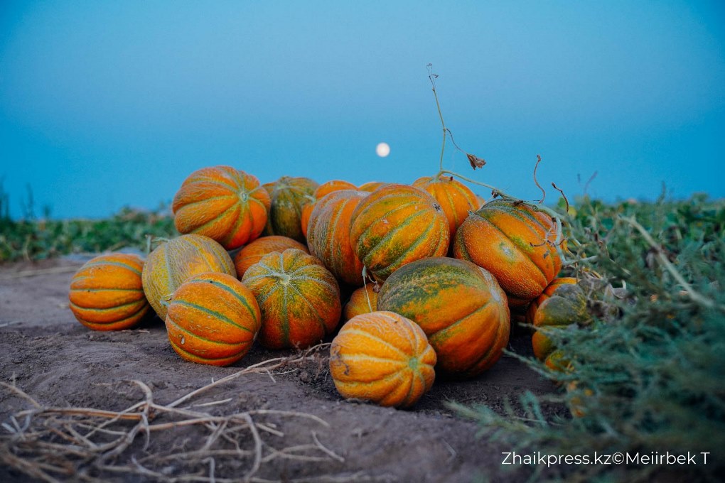 жп мамандар галериясы (1)