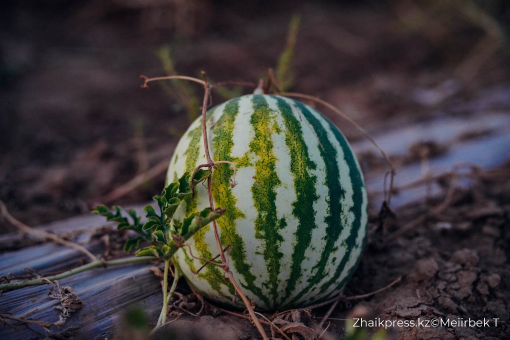 жп мамандар галериясы (10)