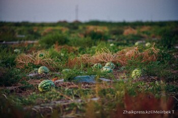 жп мамандар галериясы (8)