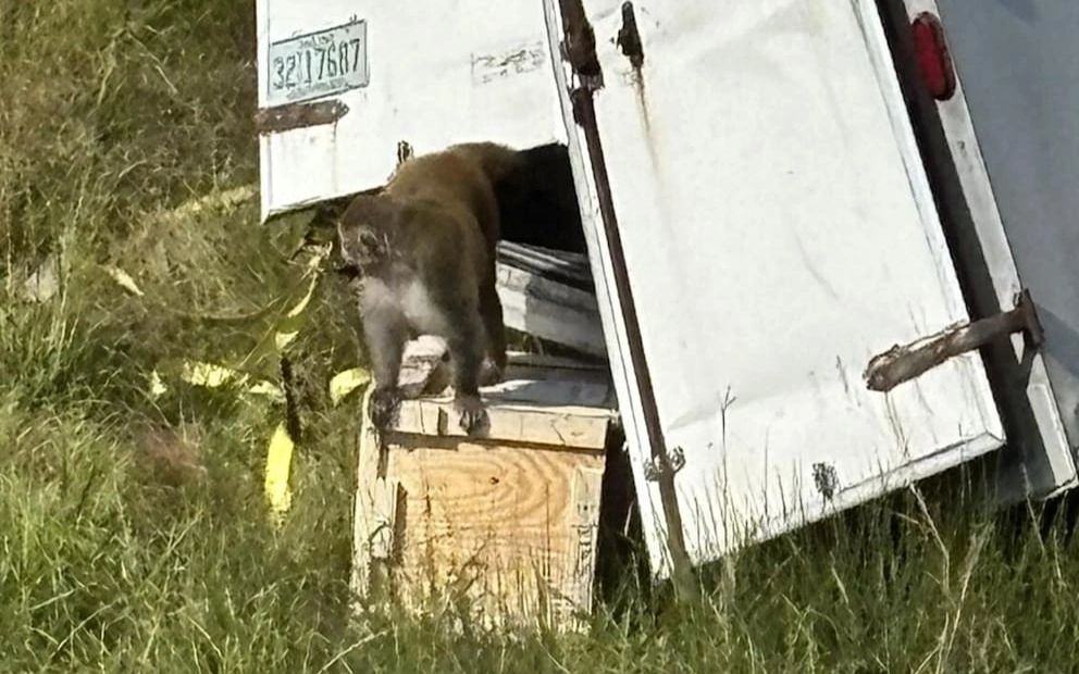 Аққұба немересі мен ескі атасы порно