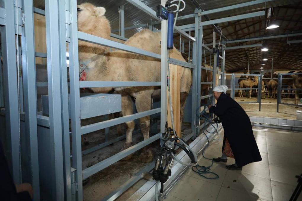 _gluster_2025_11_12_2c4e66ccfadfa8e415c09f5fd3d79f37_1280x720