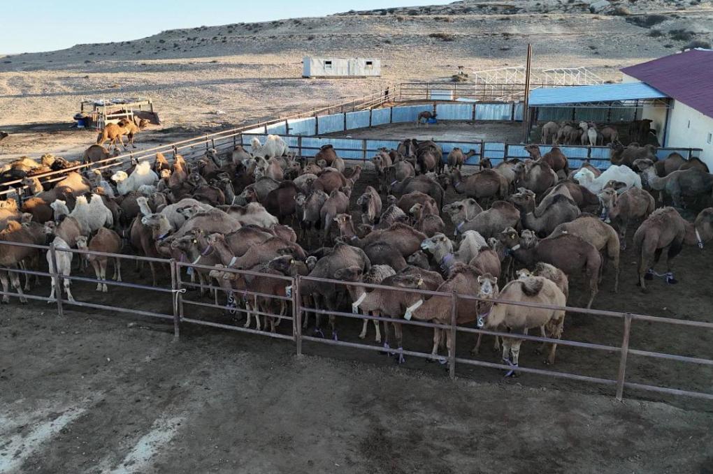 _gluster_2025_11_12_6f2c8caee4c8db0fbebb7d36b35e7b47_1280x720