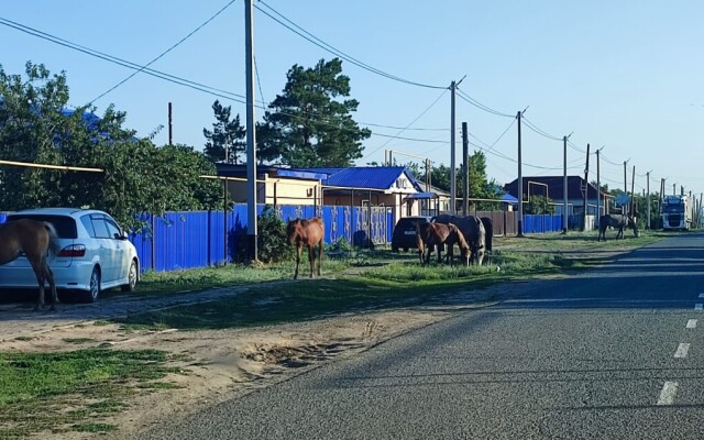 Безнадзорный скот — зеркало человеческой халатности