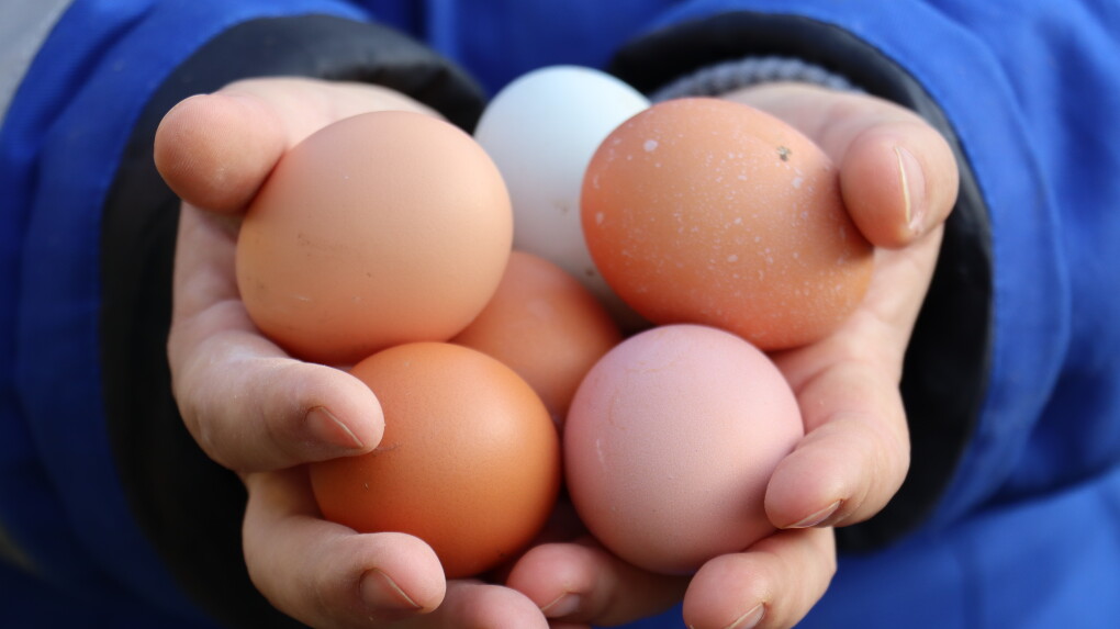 Жұмыртқа Шыңғырлау ауданы