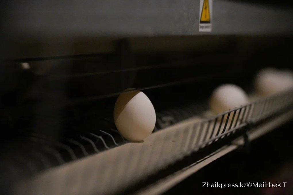 құс фабрикасы (1)