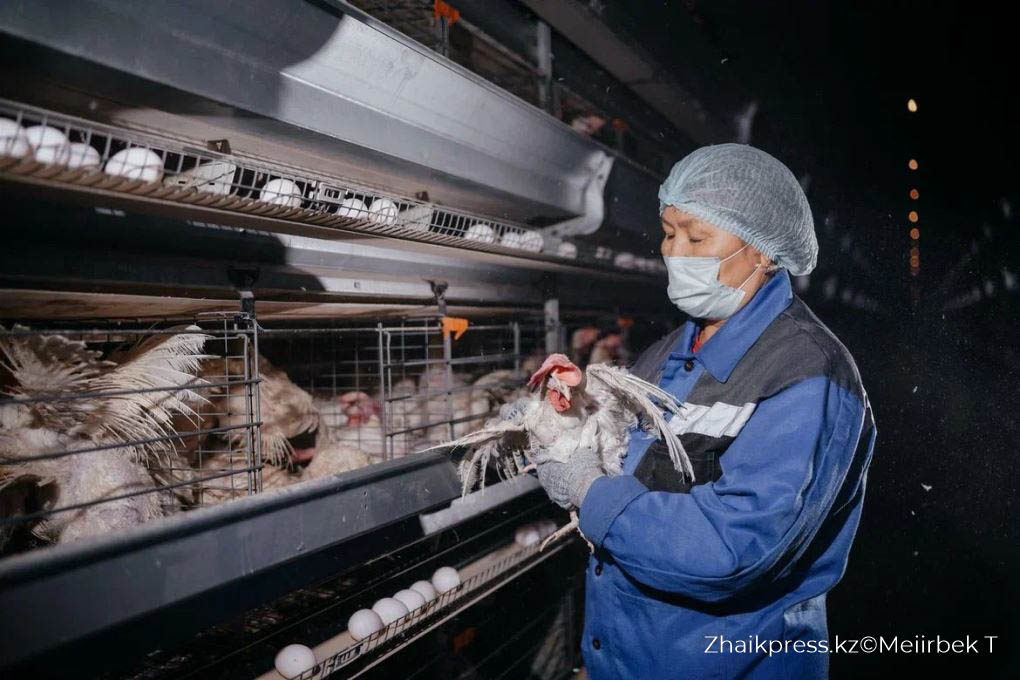 құс фабрикасы (2)