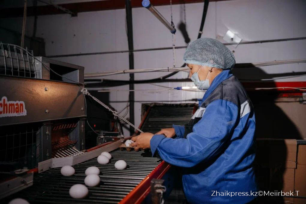 құс фабрикасы (3)