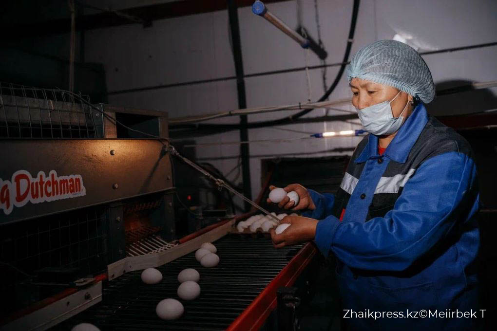 құс фабрикасы (4)