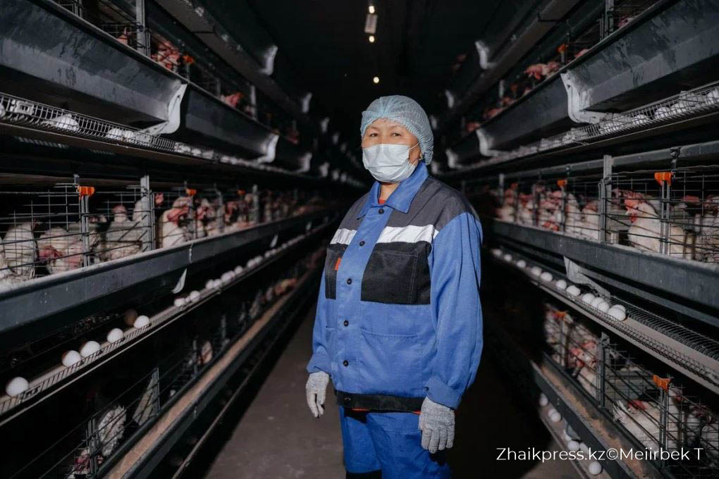 құс фабрикасы (5)