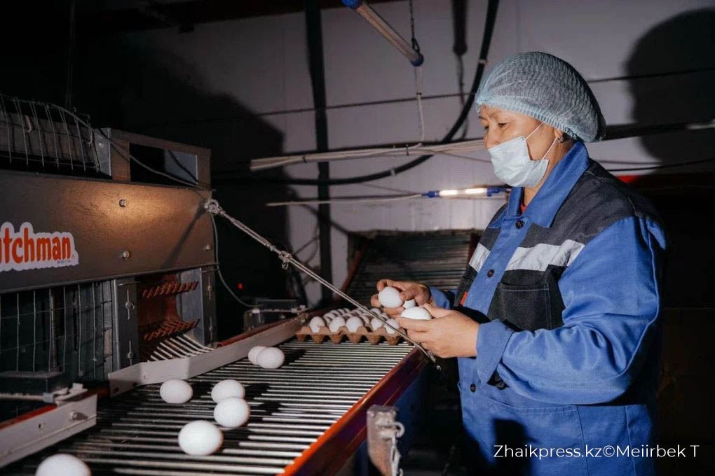 құс фабрикасы (6)