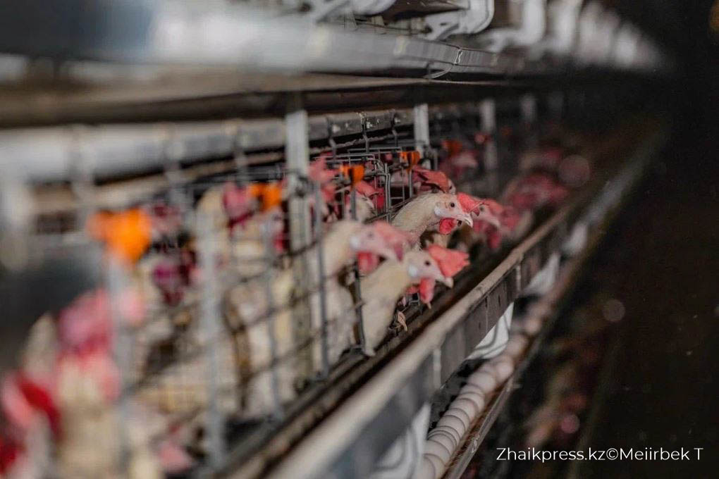 құс фабрикасы (8)