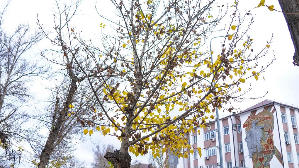 назарбаев көшесі (2)