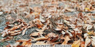 Туман и ветер: в Алматы и 16 регионах Казахстана объявили штормовое предупреждение