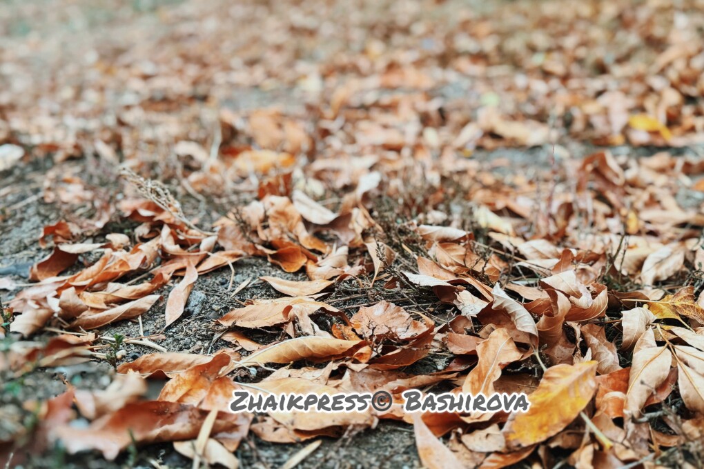 Осень ЖП