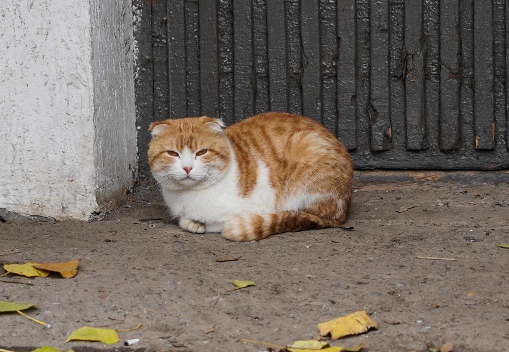 жп жануарлар (1)