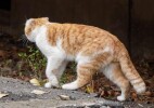В Казахстане изменили правила содержания домашних животных