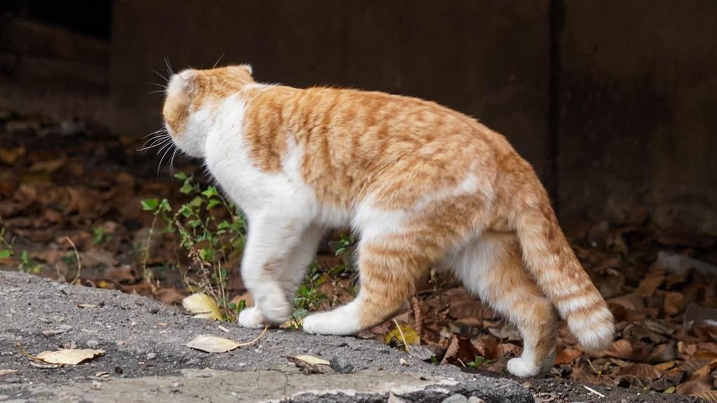 жп жануарлар (2)