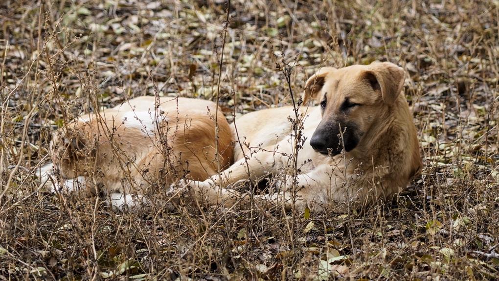 жп жануарлар (3)