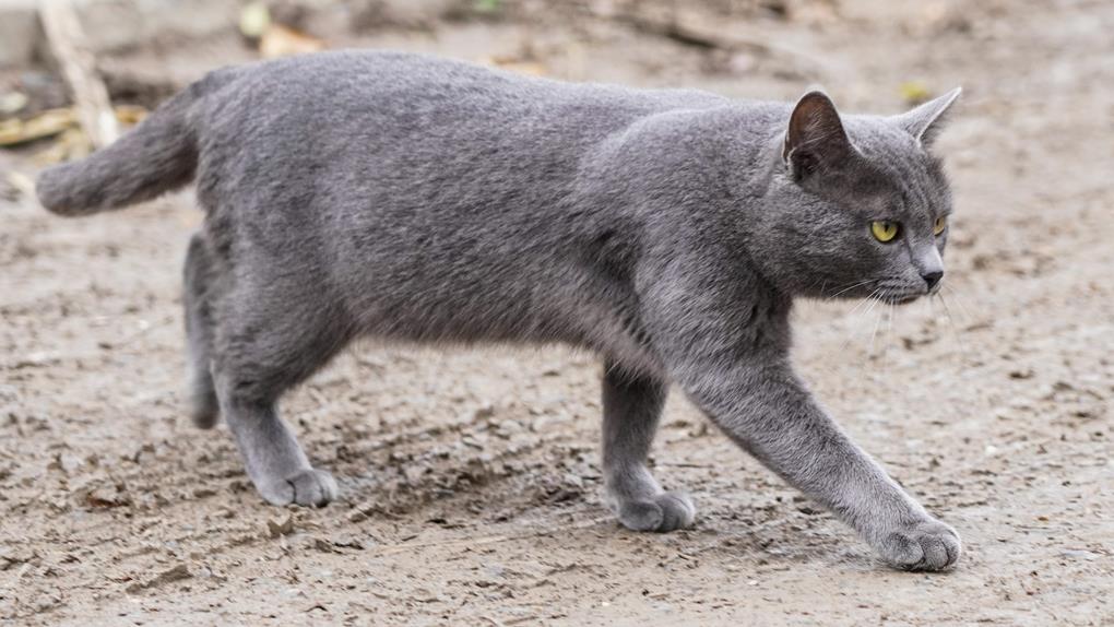 жп жануарлар (4)