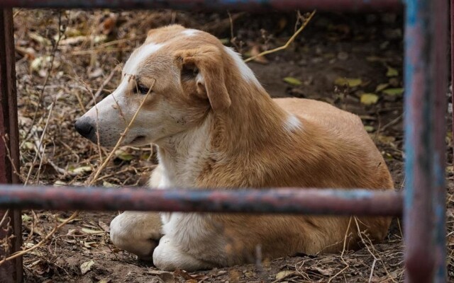 Безмолвные жители города